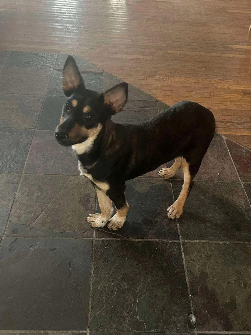 A young medium-sized female Mixed Breed dog named Trixie for adoption in Westwood, NJ