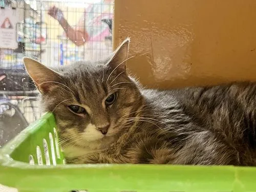 An adult medium-sized female Tabby (Gray / Blue / Silver) Domestic Short Hair cat named Olive for adoption in Canal Winchester, OH