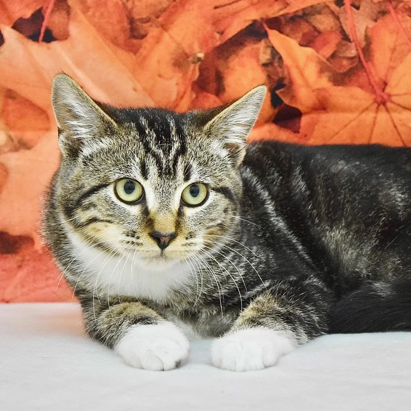 A baby medium-sized male Domestic Short Hair cat named Warren for adoption in Dublin, CA