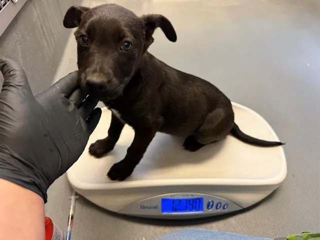 A baby small-sized male German Shepherd Dog dog named Tchami for adoption in Antioch, CA