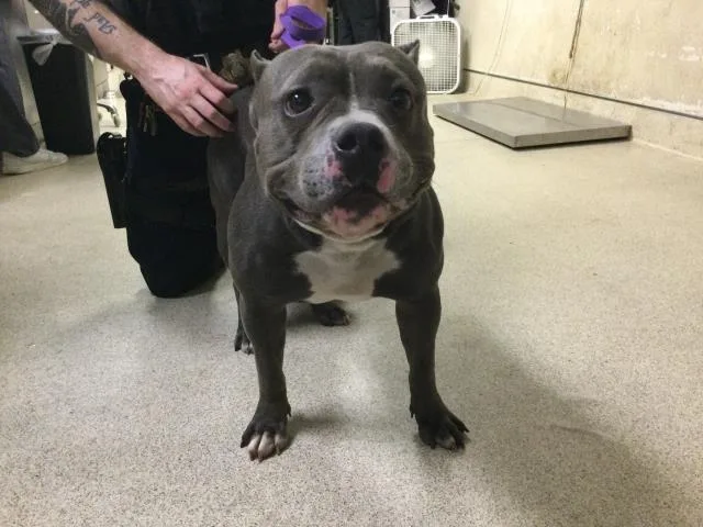 An adult large-sized male Pit Bull Terrier dog named Chapo for adoption in Riverside, CA