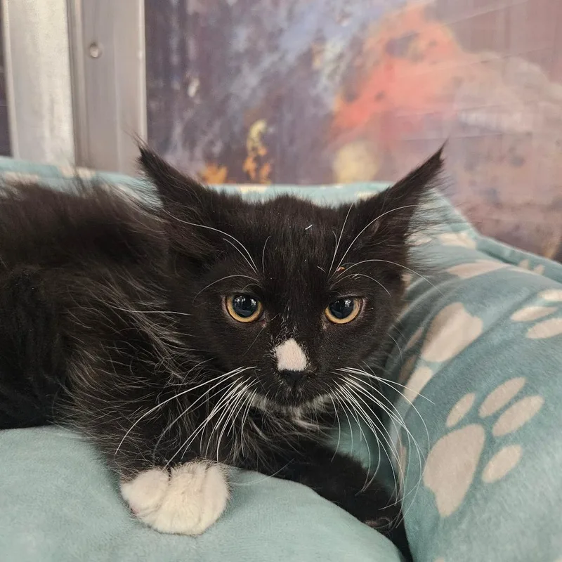 Sox