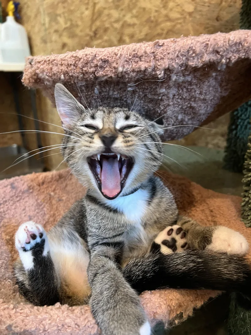 A baby small-sized female Domestic Short Hair cat named Croquette for adoption in Sneads Ferry, NC