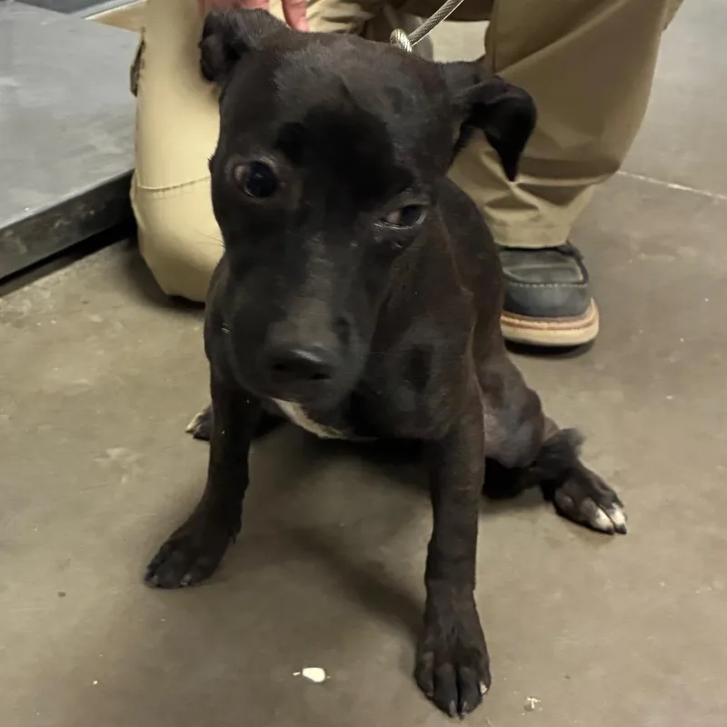 A baby small-sized male Chihuahua dog named Raccoon for adoption in Yuma, AZ