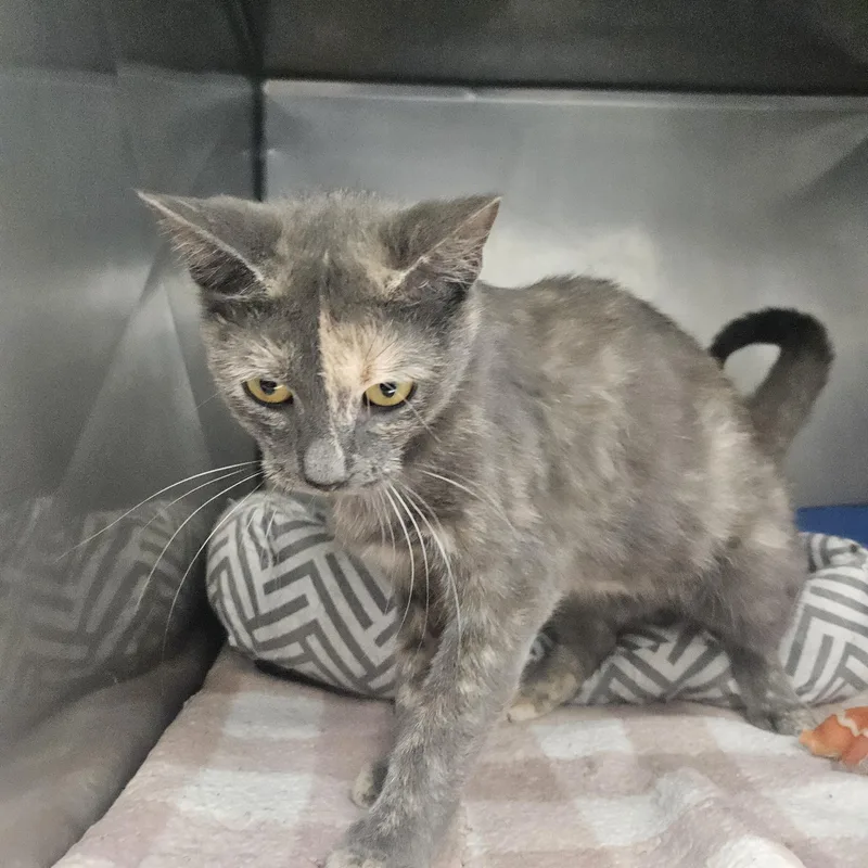 A young medium-sized female Domestic Short Hair cat named Polly for adoption in Fall River, MA