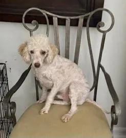 An adult small-sized male White / Cream Miniature Poodle dog named Finley for adoption in Maitland, FL