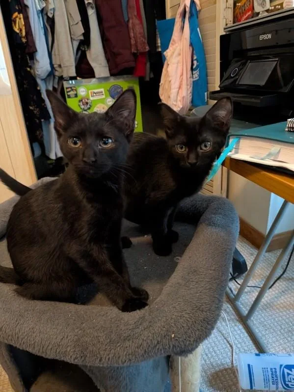 A baby small-sized female Domestic Short Hair cat named Ravenna for adoption in Hagerstown, MD