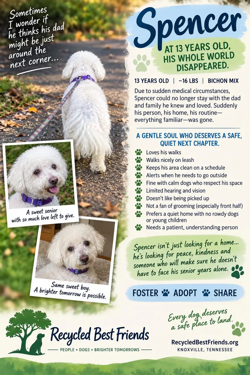 A senior small-sized male Bichon Frise dog named Spencer for adoption in Knoxville, TN