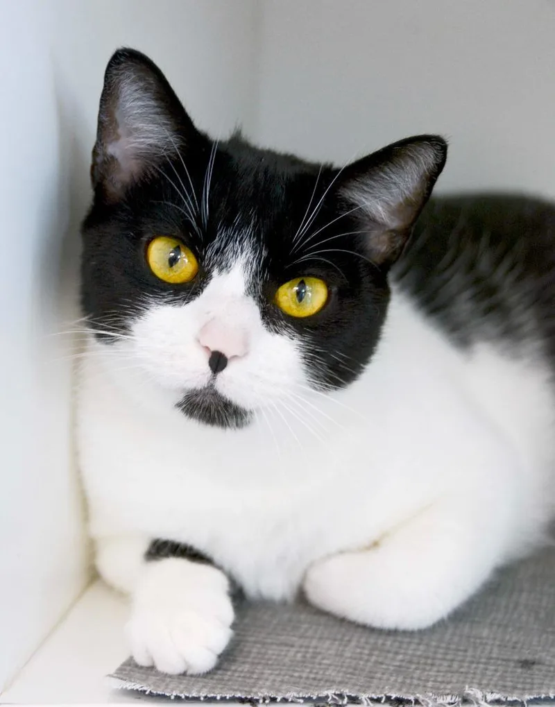 A young large-sized female Domestic Short Hair cat named Cynthia for adoption in New Bern, NC