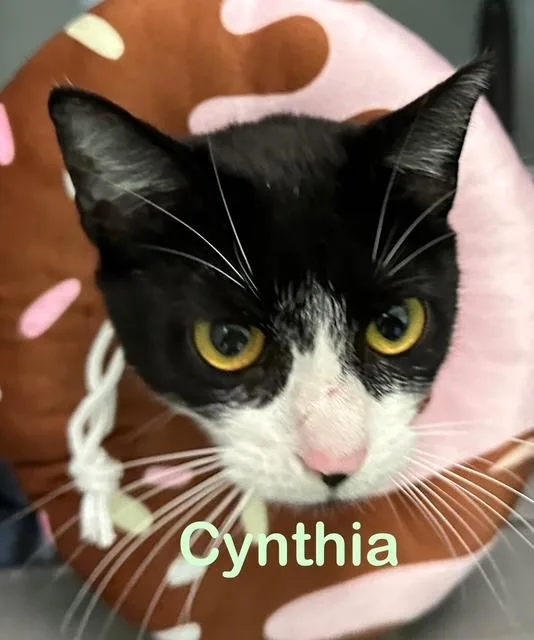 Cynthia thumbnail 3