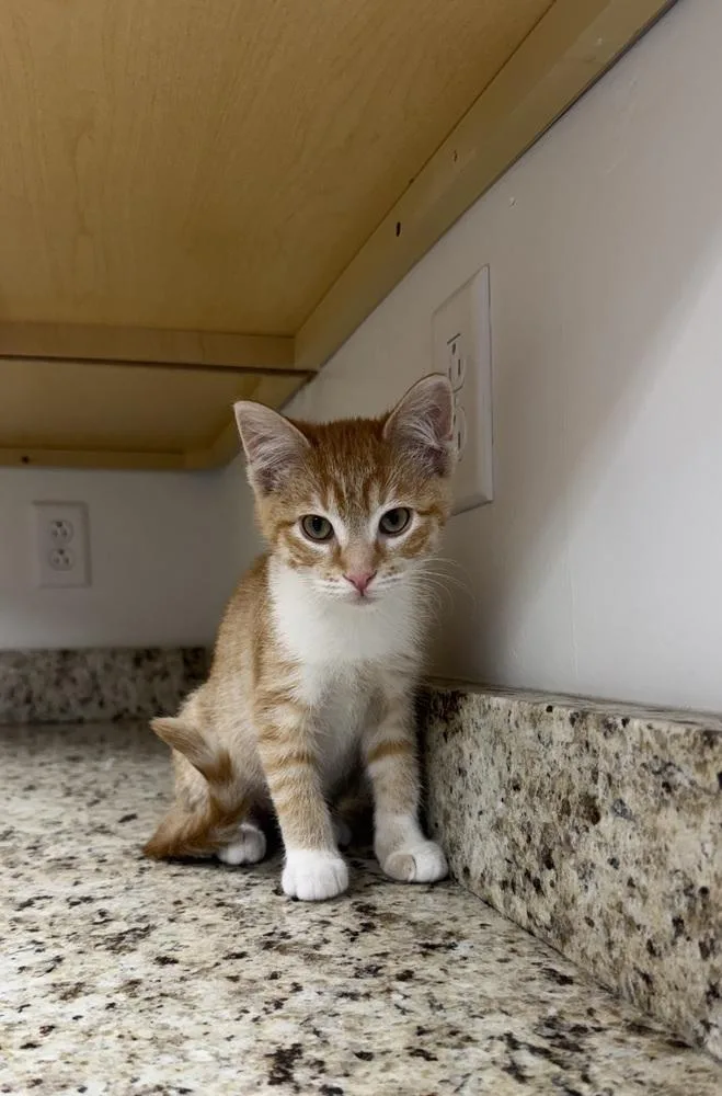 A baby small-sized female Orange & White Domestic Short Hair cat named North for adoption in Salmon, ID