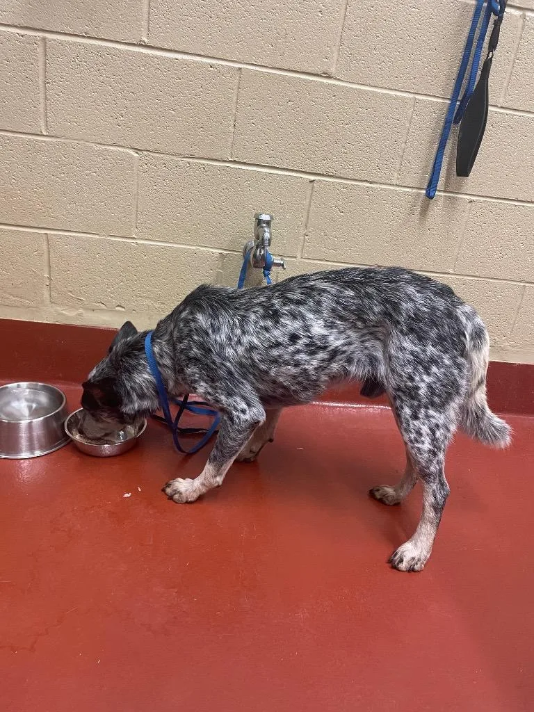 A young medium-sized male Cattle Dog dog named Sid for adoption in Douglasville, GA