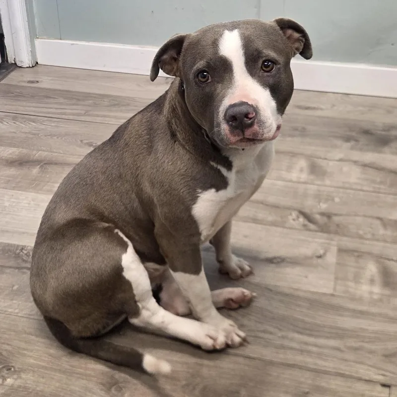 An adult medium-sized female Gray / Blue / Silver Mixed Breed dog named Kissy Moo Moo for adoption in Jupiter, FL