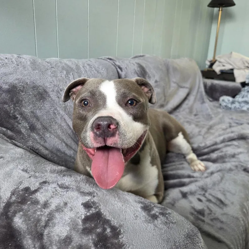 Kissy Moo Moo thumbnail 2