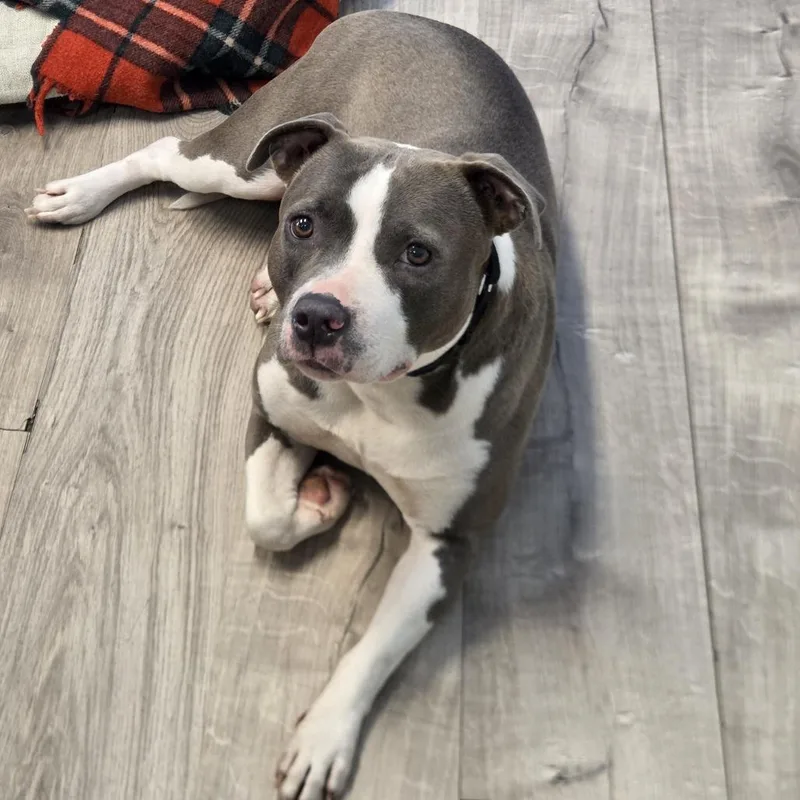 Kissy Moo Moo thumbnail 3