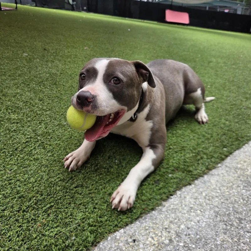 Kissy Moo Moo thumbnail 4