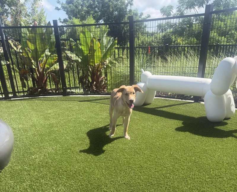 Dream thumbnail 4