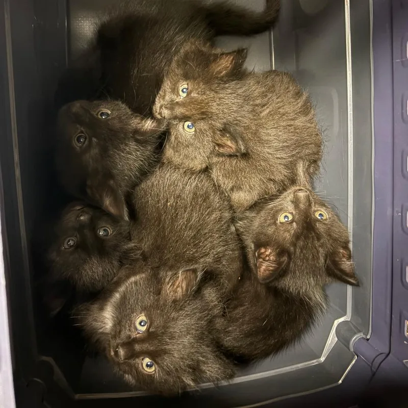 A baby small-sized female Black Domestic Long Hair cat named Coachella for adoption in North Branford, CT