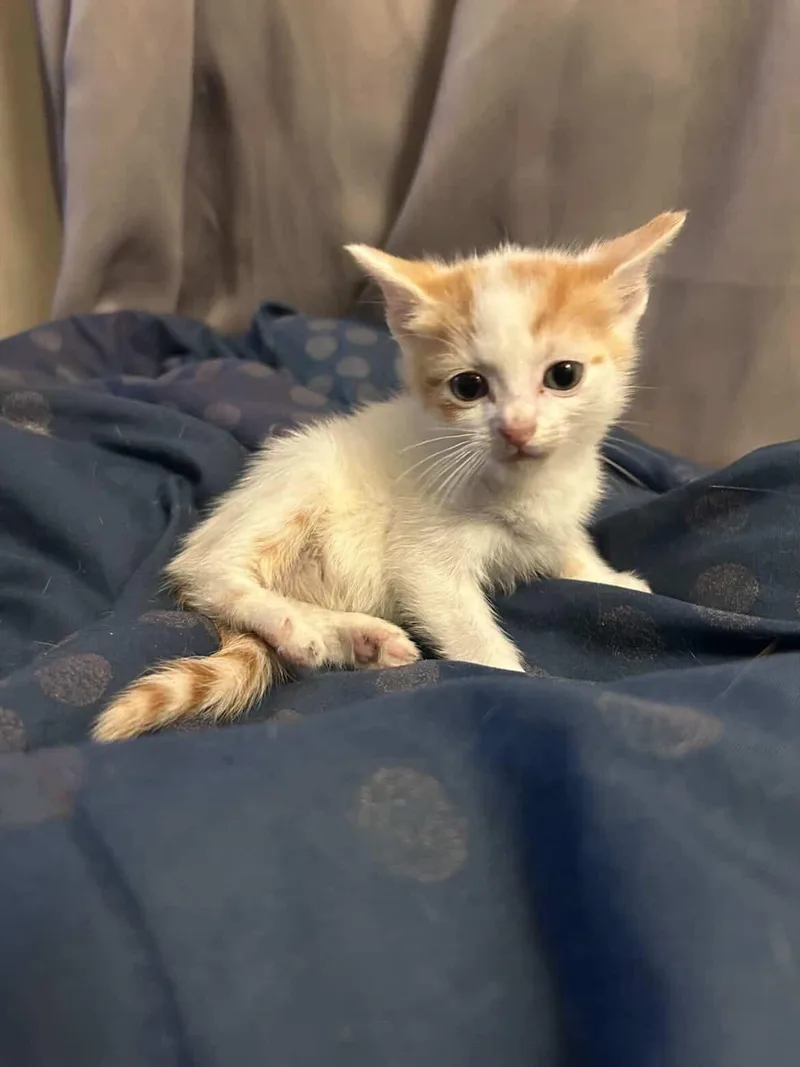 A baby small-sized male Orange & White Domestic Short Hair cat named Cider for adoption in Parma, OH