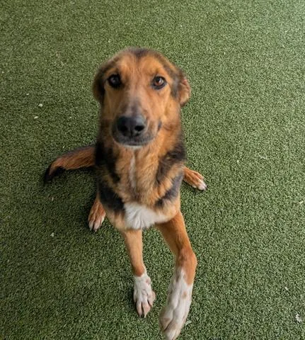 A young medium-sized female German Shepherd Dog dog named Helen for adoption in San Martin, CA
