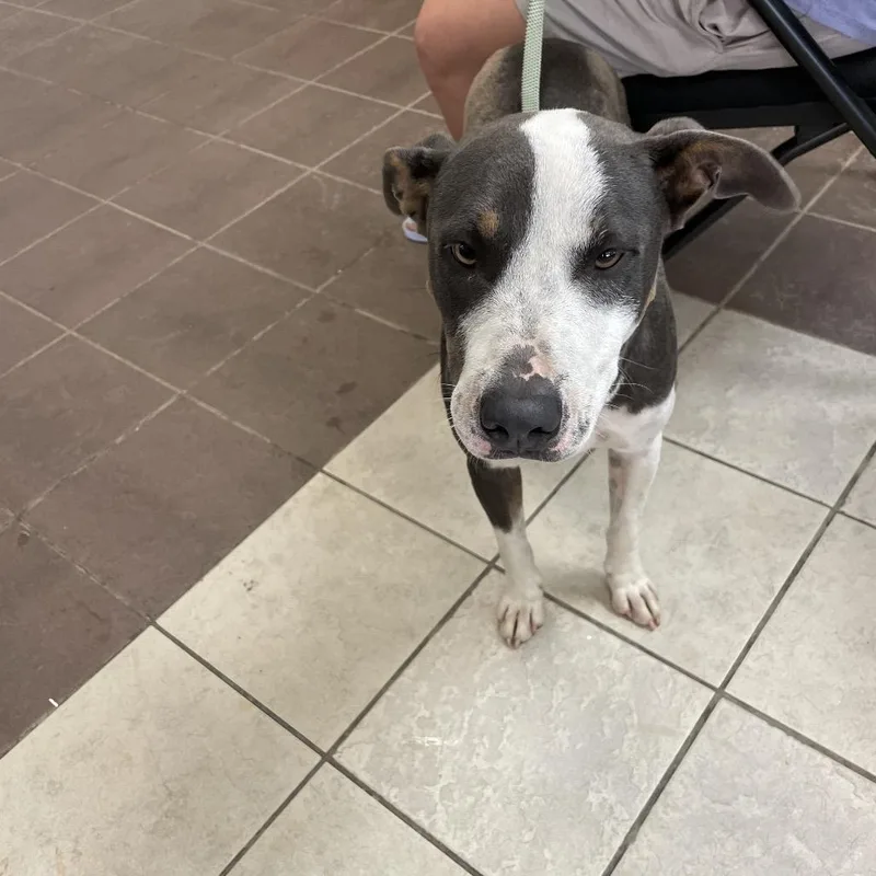 An adult medium-sized male Brown / Chocolate Mixed Breed dog named Walrus for adoption in Columbus, GA