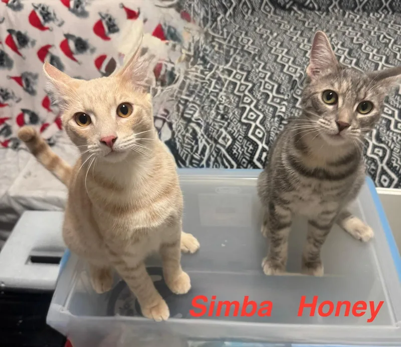 A young medium-sized male Tabby (Orange / Red) Domestic Short Hair cat named Simba & Honey Bonded for adoption in Boca Raton, FL
