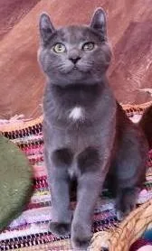 Mina `a Priority Pet`