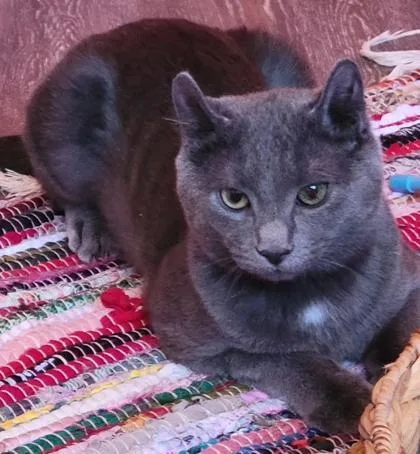 Mina `a Priority Pet` thumbnail 2