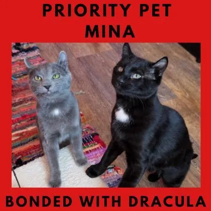 Mina `a Priority Pet` thumbnail 3