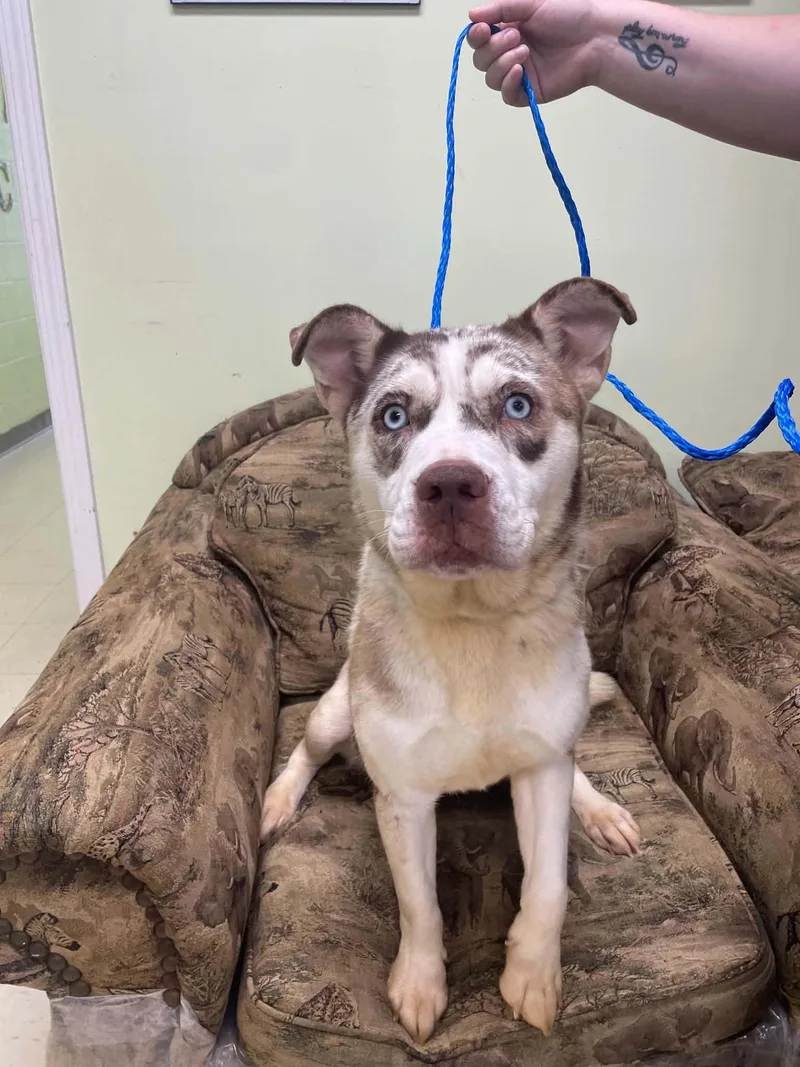 A young large-sized female White / Cream Catahoula Leopard Dog dog named Flower for adoption in Liberty, MO