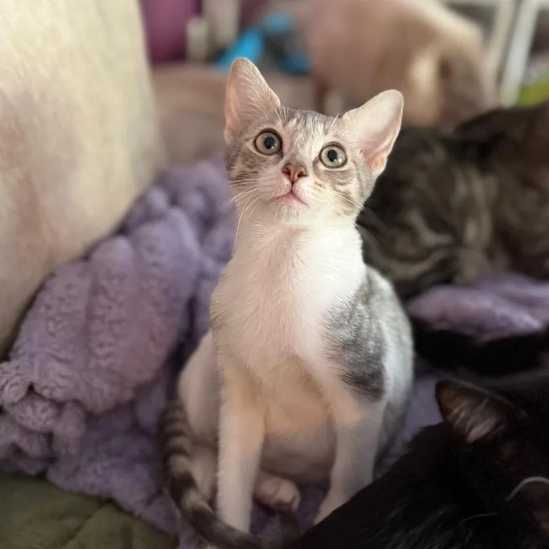 A baby small-sized female Domestic Short Hair cat named Carol Bobby for adoption in Port Richey, FL