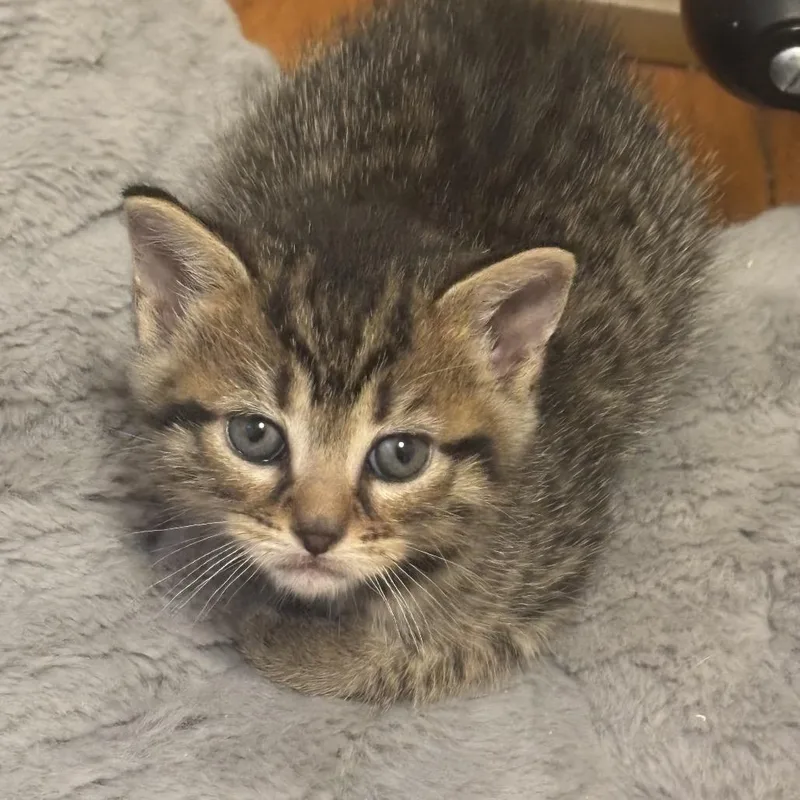 A baby small-sized female Brown / Chocolate Domestic Short Hair cat named Shrew for adoption in Springfield, OH