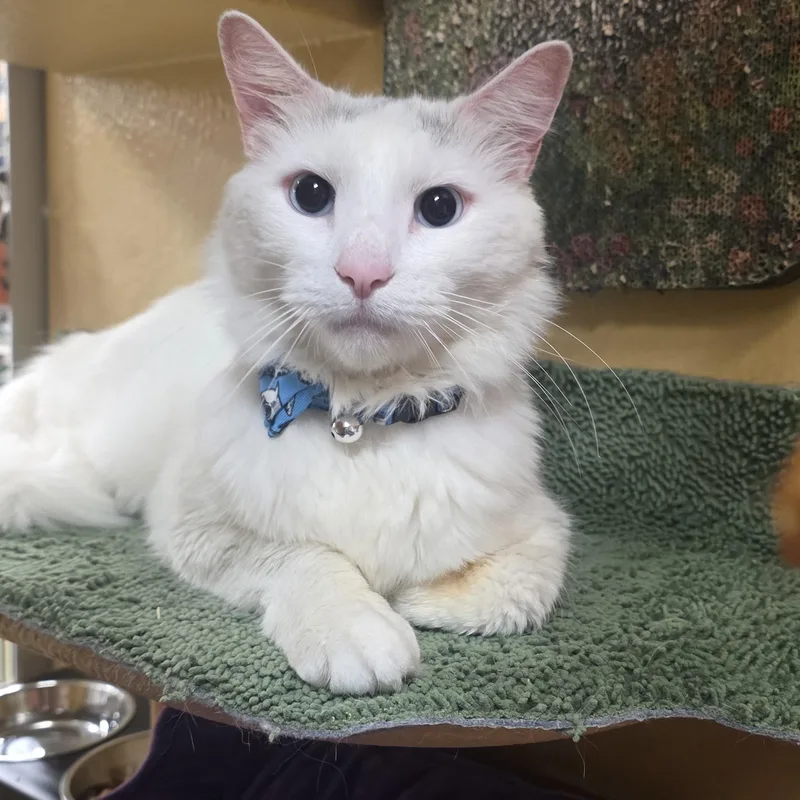 A young medium-sized male Buff & White Domestic Medium Hair cat named Gatsby for adoption in North Bergen, NJ