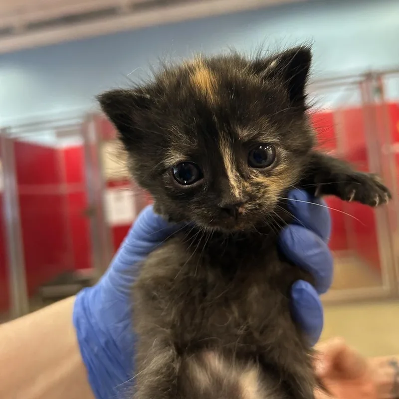 A baby small-sized female Tortoiseshell Domestic Medium Hair cat named Ponyo for adoption in Park City, UT