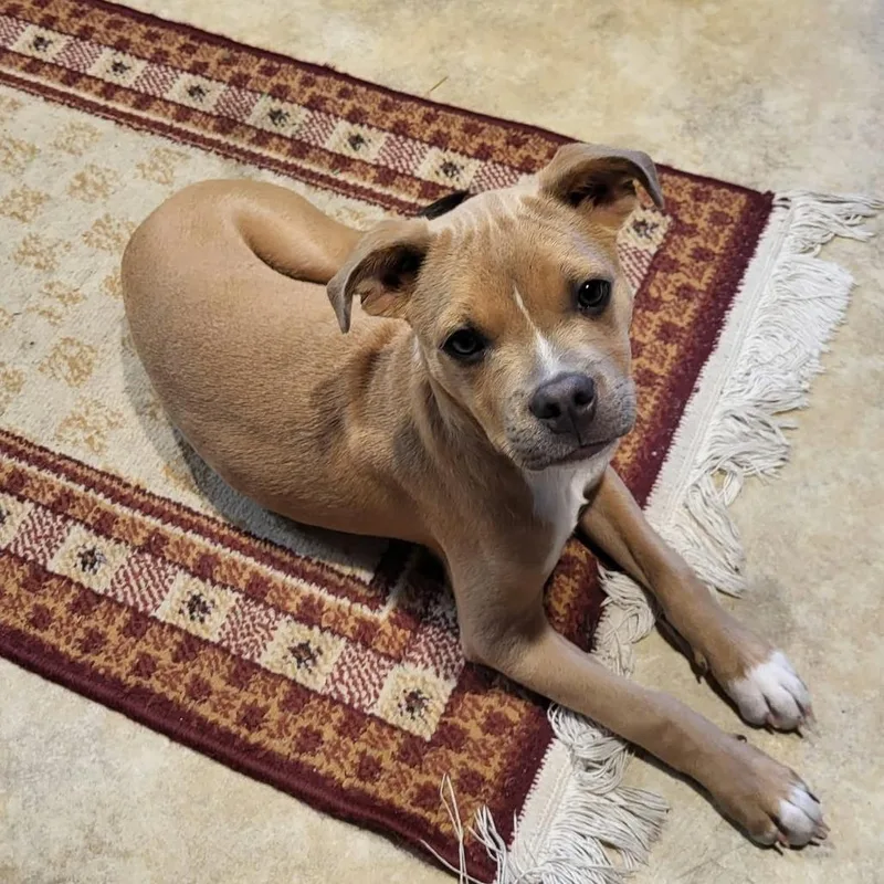 A baby small-sized female Yellow / Tan / Blond / Fawn Boston Terrier dog named Luna for adoption in Wadena, MN