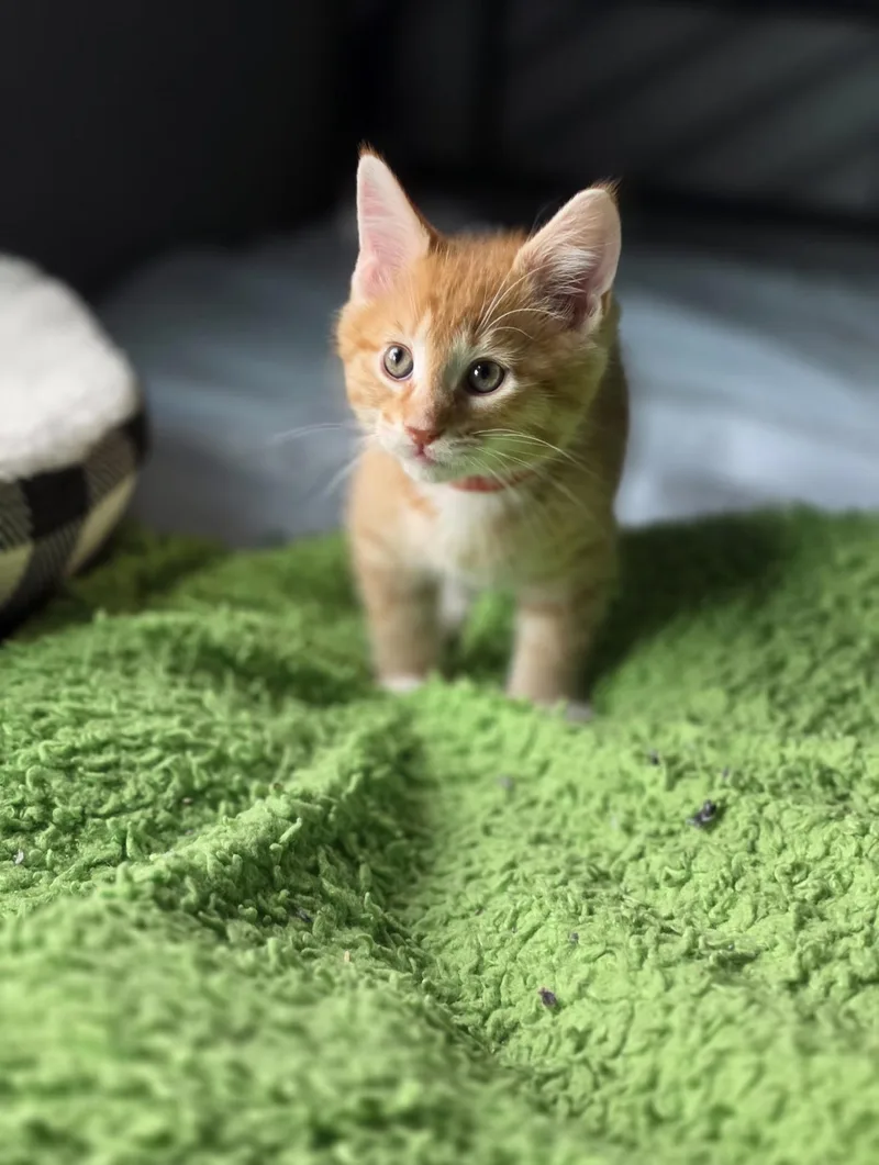 A baby small-sized male Domestic Short Hair cat named Peach for adoption in Lockport, IL