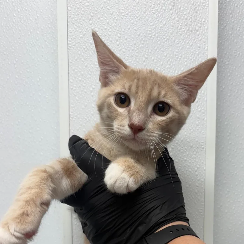 A baby medium-sized male Buff / Tan / Fawn Domestic Short Hair cat named Lemon Squeezy for adoption in Abilene, TX