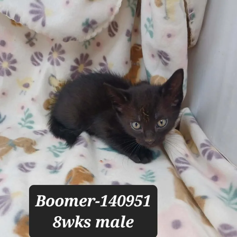 A baby small-sized male Domestic Short Hair cat named Boomer for adoption in New Tazewell, TN