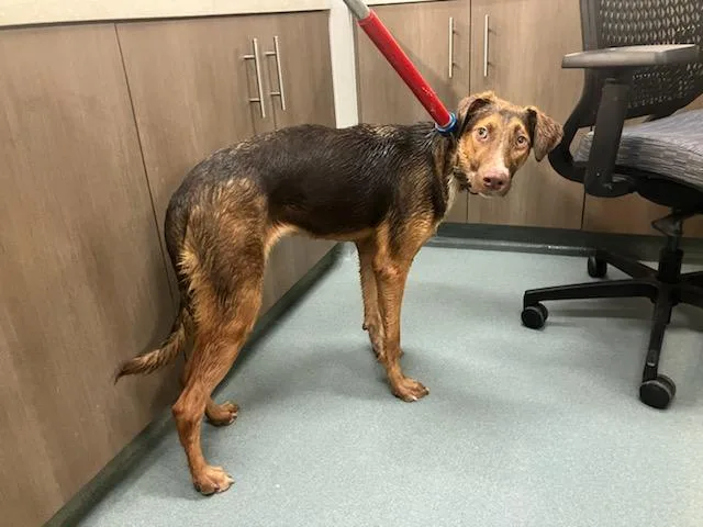 A young medium-sized female Labrador Retriever dog named Dominique for adoption in Baytown, TX