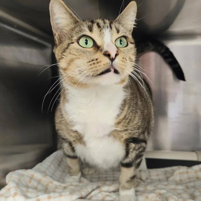 An adult large-sized female Tabby (Buff / Tan / Fawn) Domestic Short Hair cat named Midnight for adoption in Jersey city, NJ