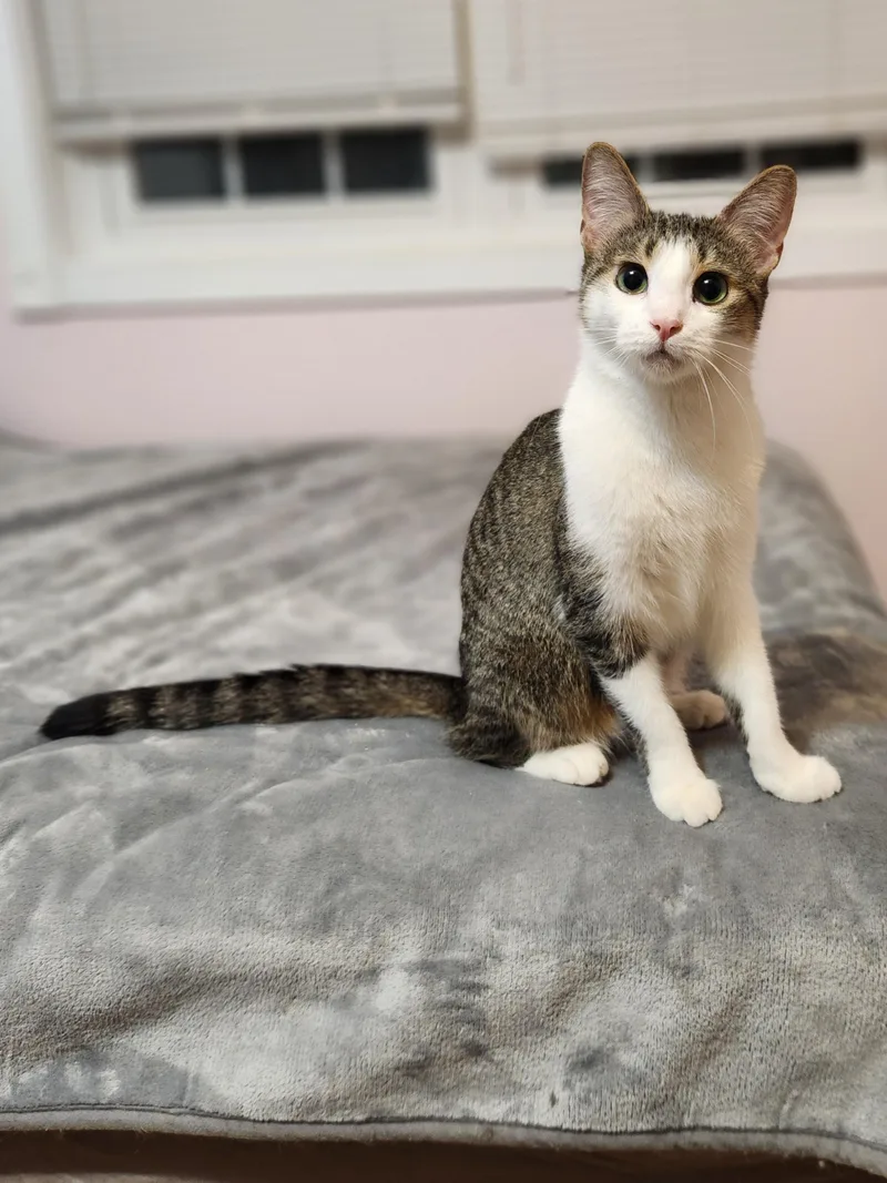 An adult medium-sized female Gray & White Domestic Short Hair cat named Camila for adoption in Sudbury, MA