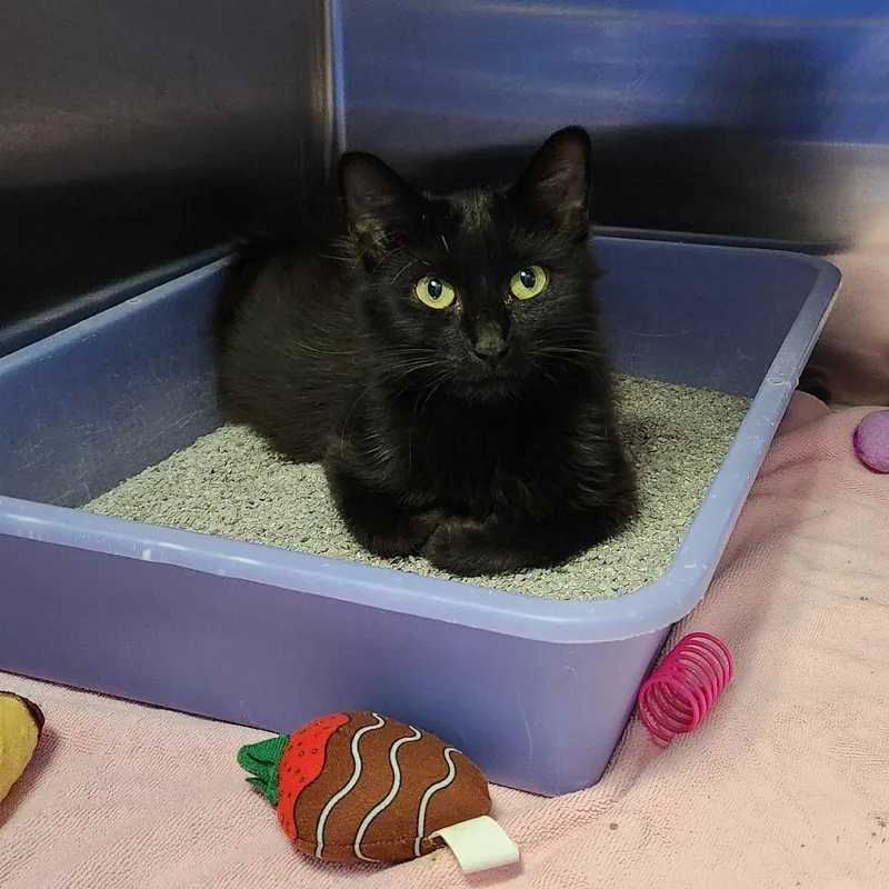 An adult medium-sized female Domestic Medium Hair cat named Fluffy for adoption in Grand Rapids, MI