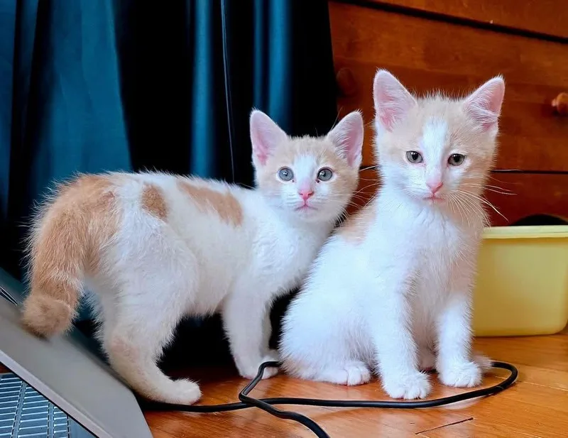 A baby large-sized male Orange & White Tabby cat named Winston for adoption in Woodbury, NJ
