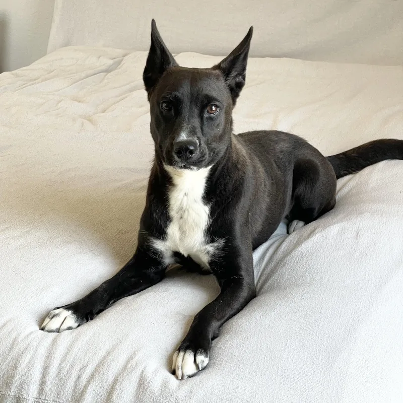 A young medium-sized female Australian Cattle Dog / Blue Heeler dog named Loving Lucy for adoption in Burlington, NC
