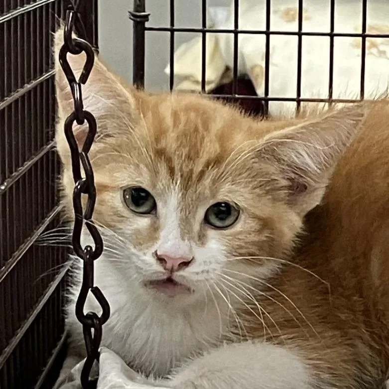 A baby small-sized female Orange / Red Domestic Short Hair cat named Tails for adoption in Las Cruces, NM