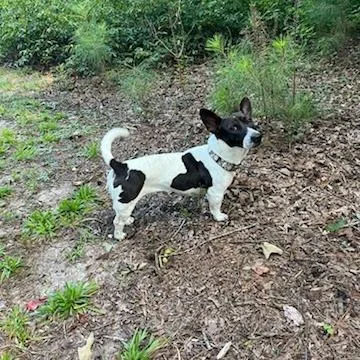 An adult medium-sized female Jack Russell Terrier dog named Miss Marple for adoption in Fayetteville, GA