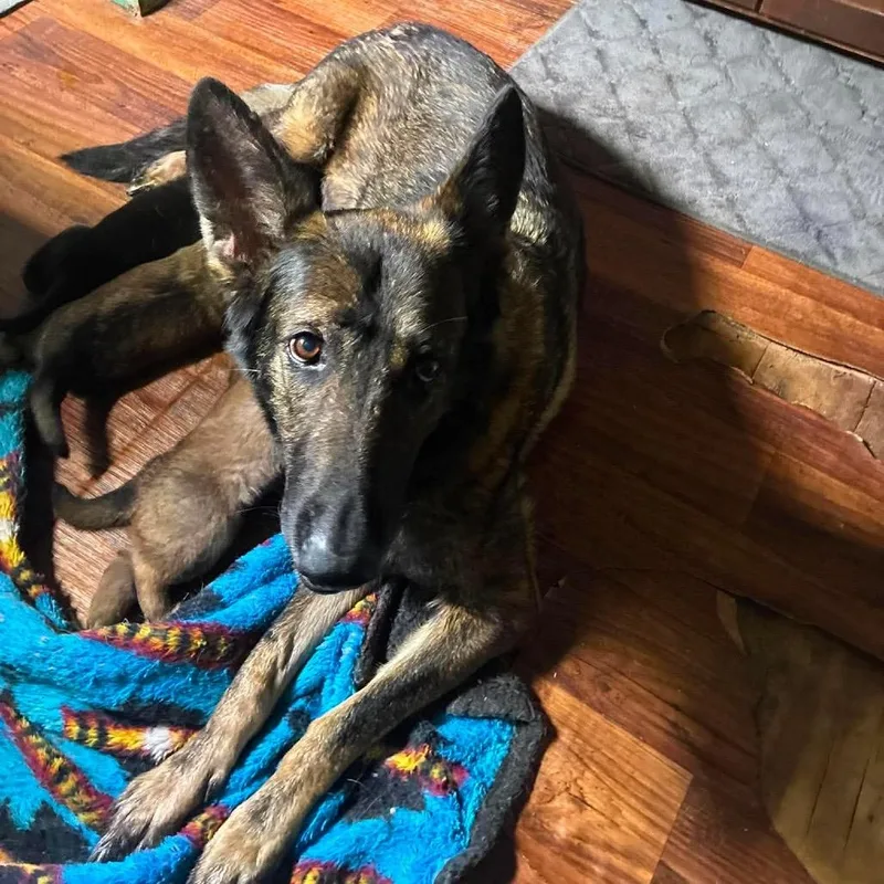 An adult large-sized female Sable Dutch Shepherd dog named Sierra for adoption in Chillicothe, IL