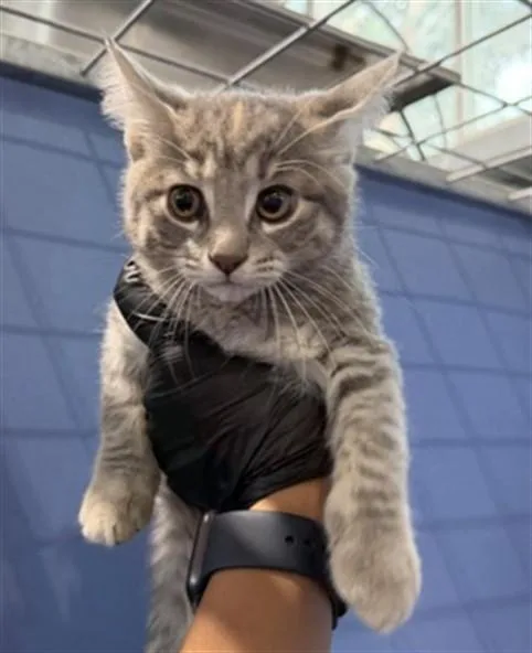A baby small-sized female Domestic Short Hair cat named Iris for adoption in San Bernardino, CA