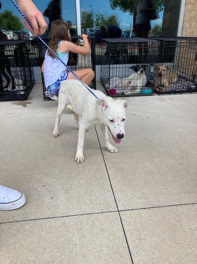An adult medium-sized male White / Cream Dalmatian dog named Runt for adoption in Plano, TX
