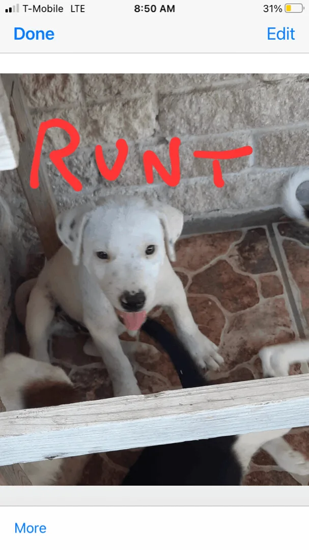 Runt thumbnail 2